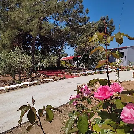 Bay * Πευκάρι